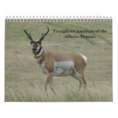 C11 Calendrier Pronghorn Antelope (Protection)