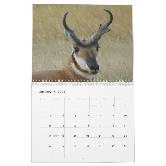 C11 Calendrier Pronghorn Antelope (Jan 2026)