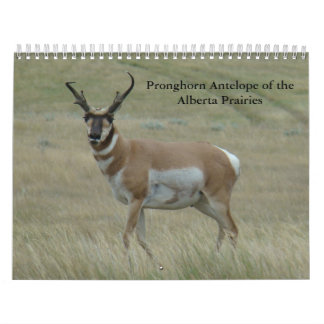C11 Calendrier Pronghorn Antelope