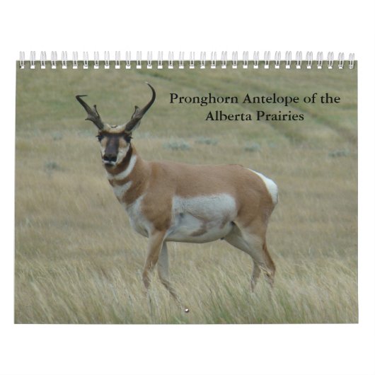 C11 Pronghorn Antelope-agenda Kalender (Hoes)