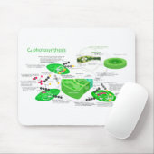 C4 Fotosynthesediagram Muismat (Met muis)