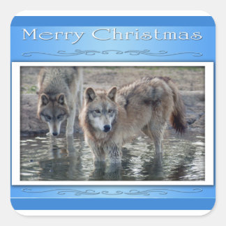 C-2011-Grijs-Wolf-006 Vierkante Sticker