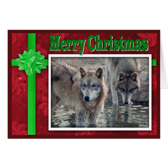 c-2011-grijze wolf-053 (Voorkant Horizontaal)