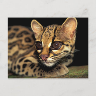 CA, Centraal Panama, Nationaal park Soberanía, Mar Briefkaart