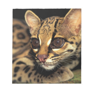 CA, Centraal Panama, Soberania NP, Margay 2 Notitieblok