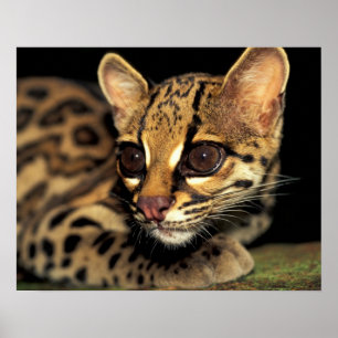 CA, Centraal Panama, Soberania NP, Margay 2 Poster