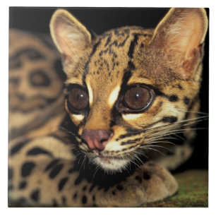 CA, Centraal Panama, Soberania NP, Margay 2 Tegeltje