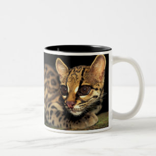 CA, Centraal Panama, Soberania NP, Margay 2 Tweekleurige Koffiemok