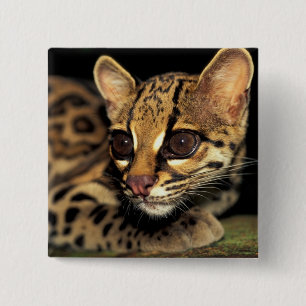 CA, Centraal Panama, Soberania NP, Margay 2 Vierkante Button 5,1 Cm
