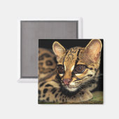 CA, Central Panama, Soberania NP, Margay 2 Magneet (Voorkant / Achterkant)