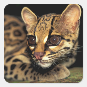 CA, Central Panama, Soberania NP, Margay 2 Vierkante Sticker