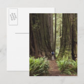 CA, Jedediah Smith Redwood State Park Briefkaart (Voorkant / Achterkant)