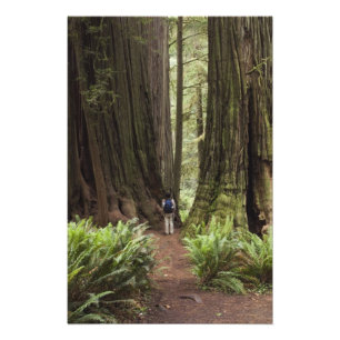 CA, Jedediah Smith Redwoods State Park, Foto Afdruk