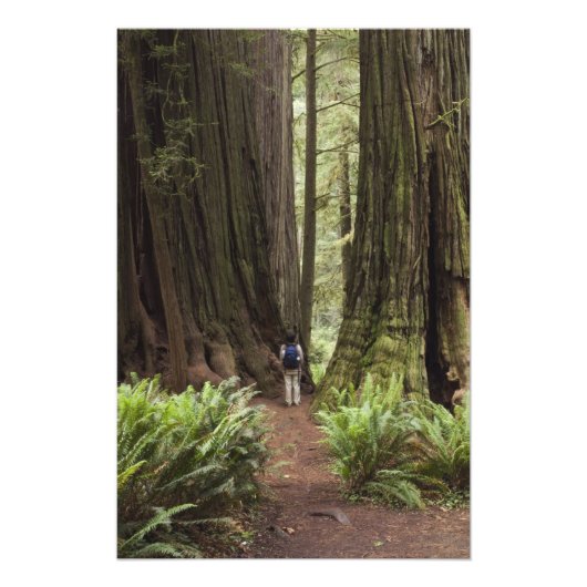 CA, Jedediah Smith Redwoods State Park, Foto Afdruk (Voorkant)