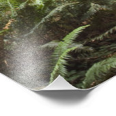 CA, Jedediah Smith Redwoods State Park, Foto Afdruk (Hoek)