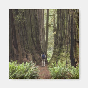 CA, Jedediah Smith Redwoods State Park, Magneet
