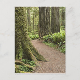 CA, Jedediah Smith State Park, Simpson-Reed Briefkaart