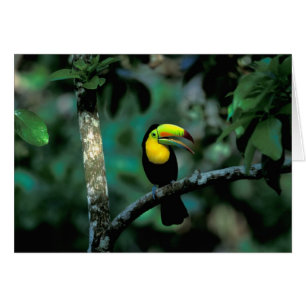 CA, Panama, Parc national de Souveraineté, Toucan
