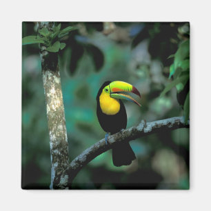 CA, Panama, Soberania NP, Keelsnaveltoucan Magneet