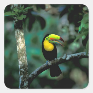 CA, Panama, Soberania NP, Keelsnaveltoucan Vierkante Sticker
