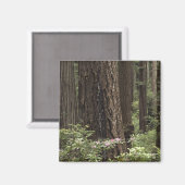 CA, Prairie Creek State Park, Coast Magneet (Voorkant / Achterkant)