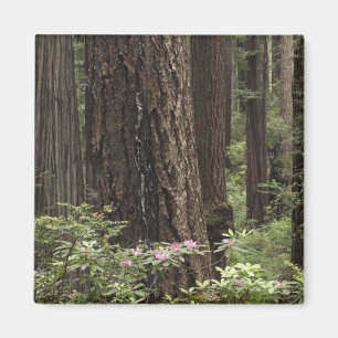 CA, Prairie Creek State Park, Kust Magneet