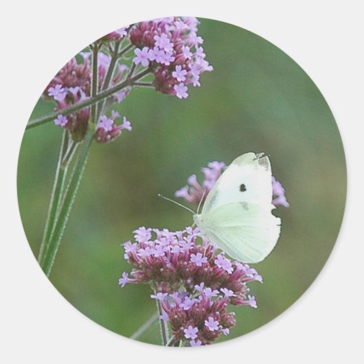 Cabbage Butterfly Ronde Sticker (Voorkant)