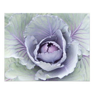 Cabbage foto afdrukken afdruk