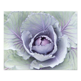 Cabbage foto afdrukken foto afdruk