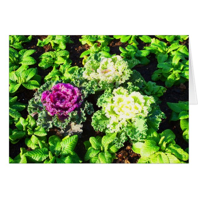 Cabbages et primulas (Devant horizontal)