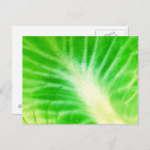 Cabbout Leaf Briefkaart (Voorkant / Achterkant)