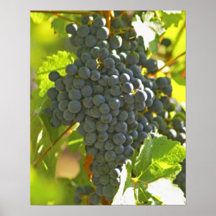 Cabernet Sauvignon druiventros aan de Chateau Poster