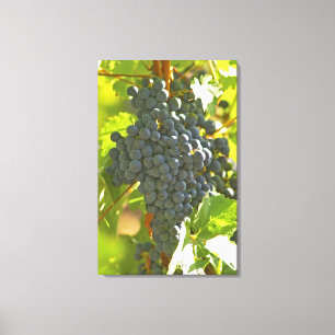 Cabernet Sauvignon druiventros in de Chateau Canvas Afdruk