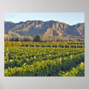 Cabernet Sauvignon wijnstokken in Huailai Rongchen Poster