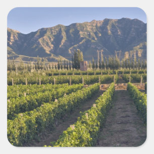 Cabernet Sauvignon wijnstokken in Huailai Rongchen Vierkante Sticker