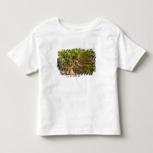 Cabernet Sauvignon wijnstokken op een rij in de Kinder Shirts