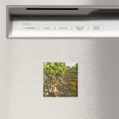 Cabernet Sauvignon wijnstokken op een rij in de Magneet (Insitu (Vaatwasser))