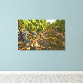 Cabernet Sauvignon wijnt in een rij op rij Canvas Afdruk (Insitu (Houten vloer))