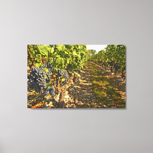 Cabernet Sauvignon wijnt in een rij op rij Canvas Afdruk (Voorkant)
