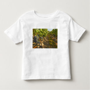 Cabernet Sauvignon wijnt in een rij op rij Kinder Shirts