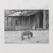Cabine de poste et âne dans B&W Carte postale (Devant)