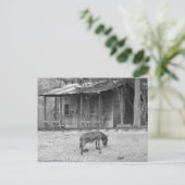 Cabine et âne dans la carte postale B&W (Debout devant)