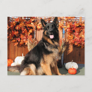 Cabo - German Shepherd Photo#1 Briefkaart