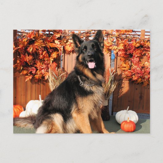 Cabo - German Shepherd Photo#1 Briefkaart (Voorkant)