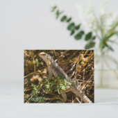 Cabo Lizzard 2 Briefkaart (Staand voorkant)