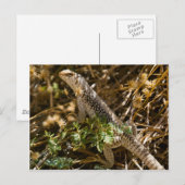 Cabo Lizzard 2 Briefkaart (Voorkant / Achterkant)