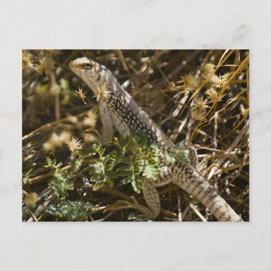 Cabo Lizzard 2 Briefkaart (Voorkant)