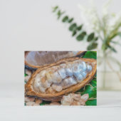 Cacao-peul briefkaart (Staand voorkant)