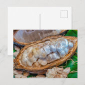 Cacao-peul briefkaart (Voorkant / Achterkant)