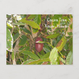 Cacaoboom Briefkaart